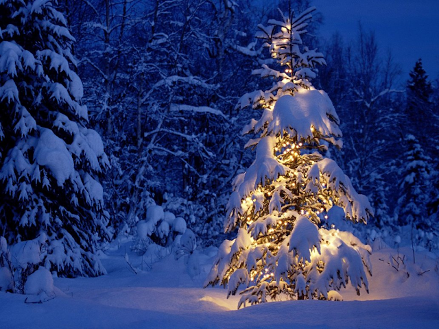 christmas tree photography